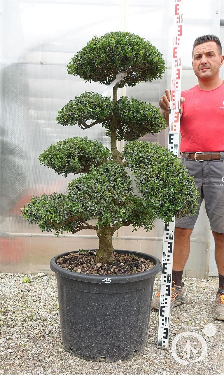 Ilex crenata Bonsai