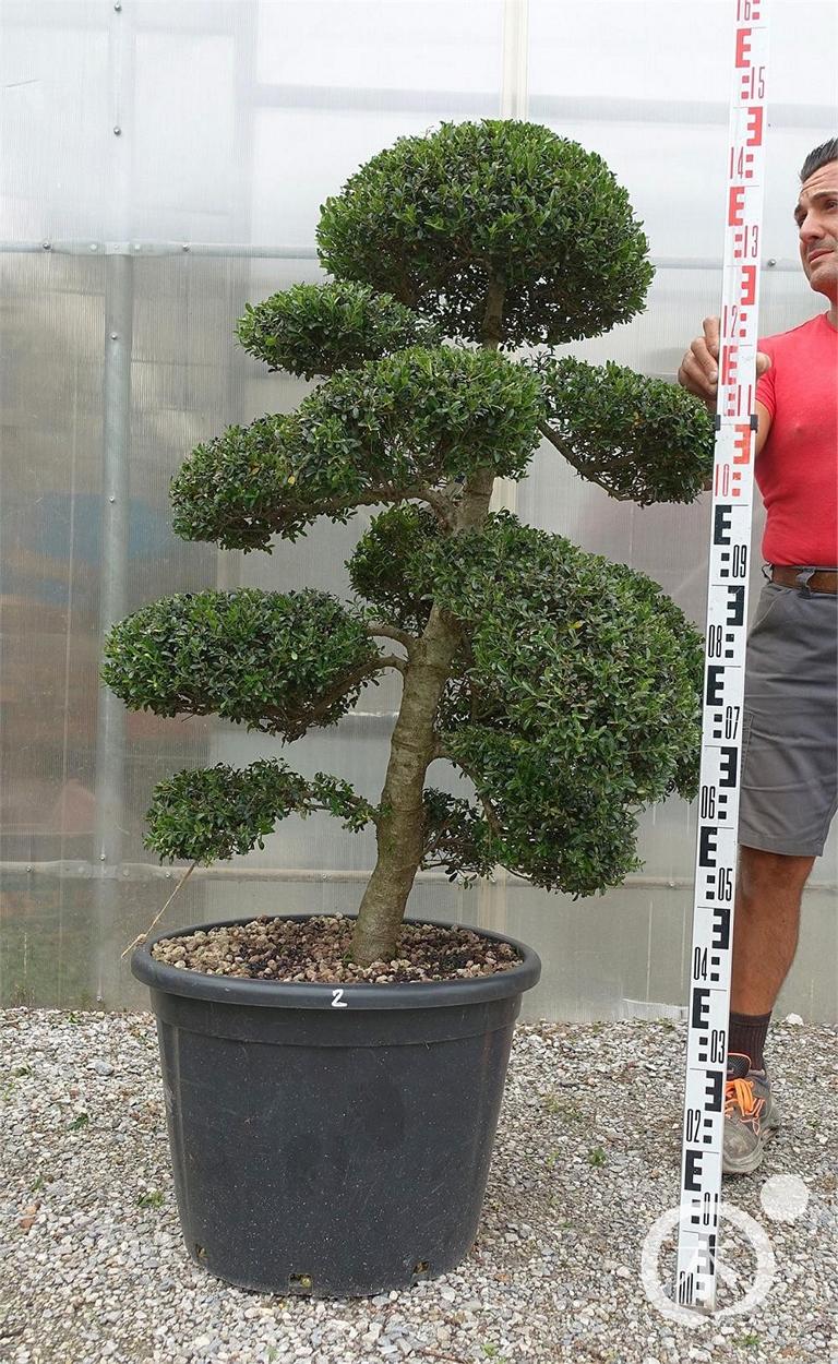 Ilex crenata Bonsai