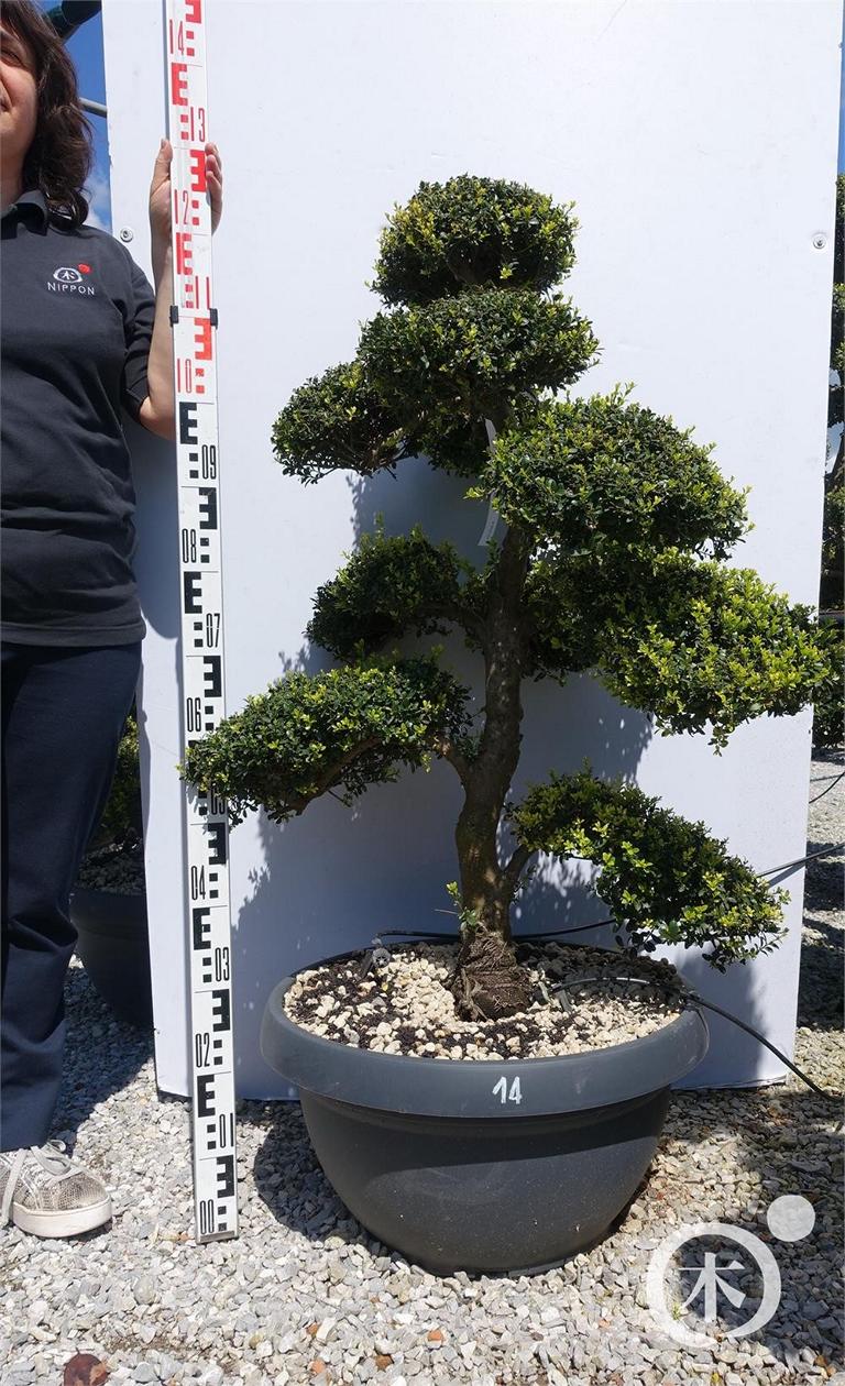 Ilex crenata Bonsai