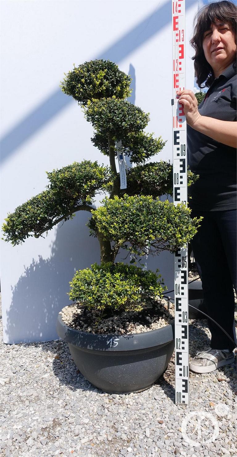 Ilex crenata Bonsai