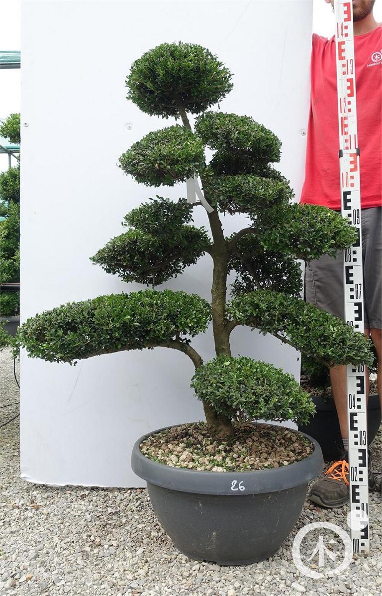 Ilex crenata Bonsai
