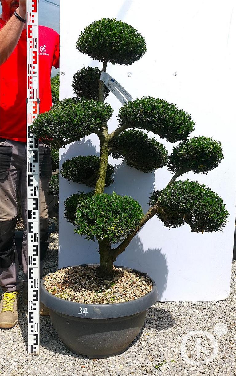 Ilex crenata Bonsai