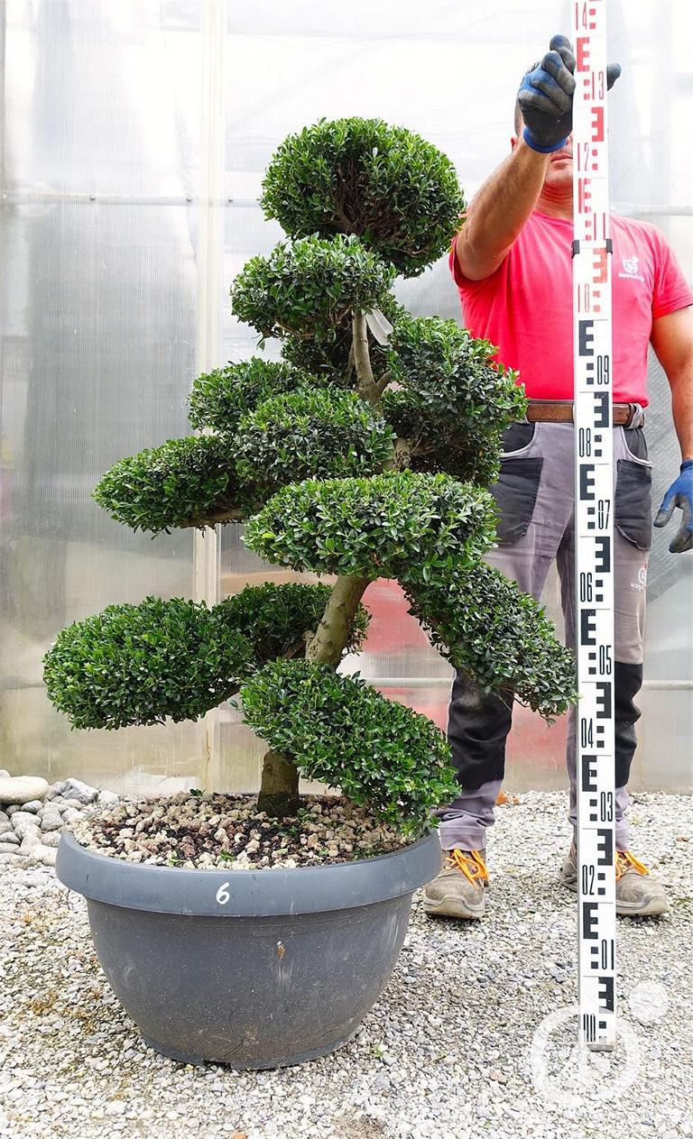 Ilex crenata Bonsai