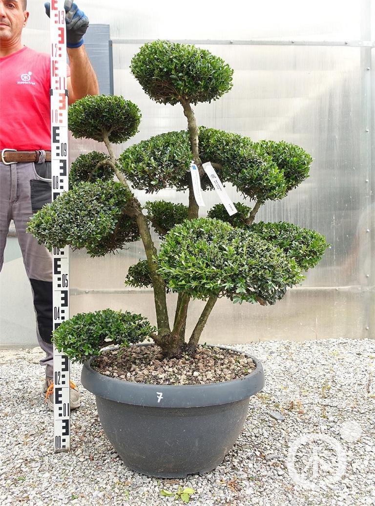 Ilex crenata Bonsai