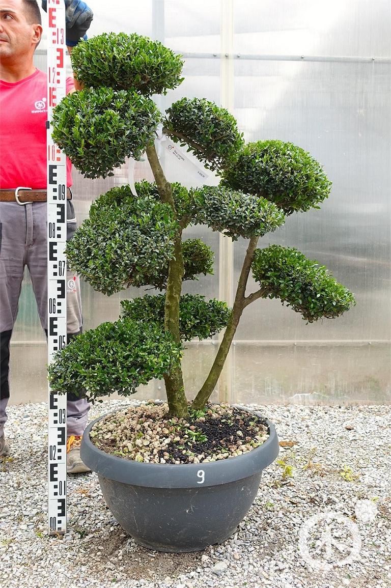 Ilex crenata Bonsai