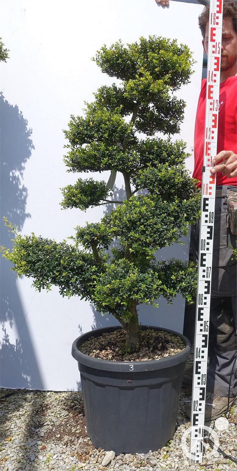 Ilex crenata Bonsai