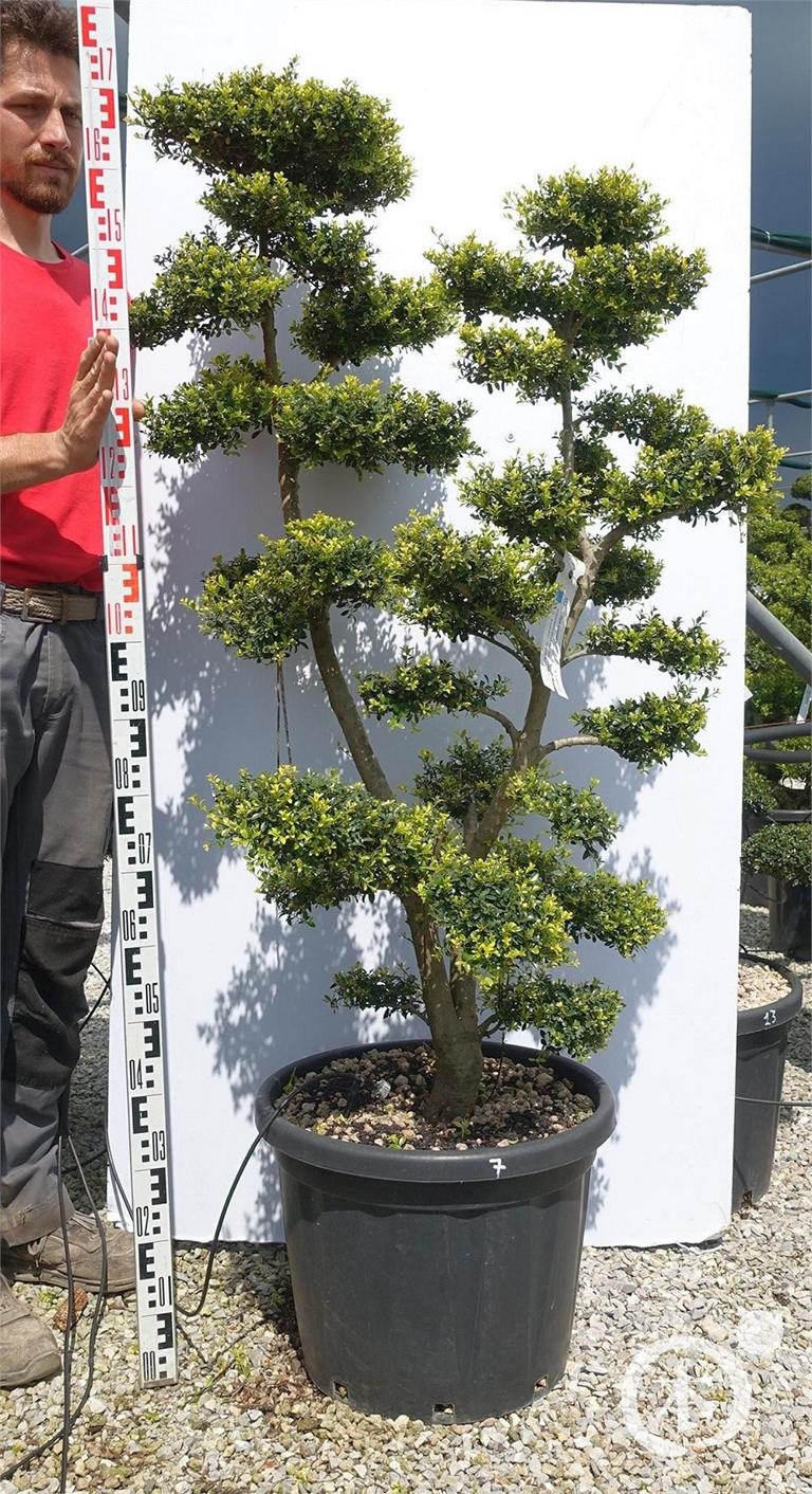 Ilex crenata Bonsai