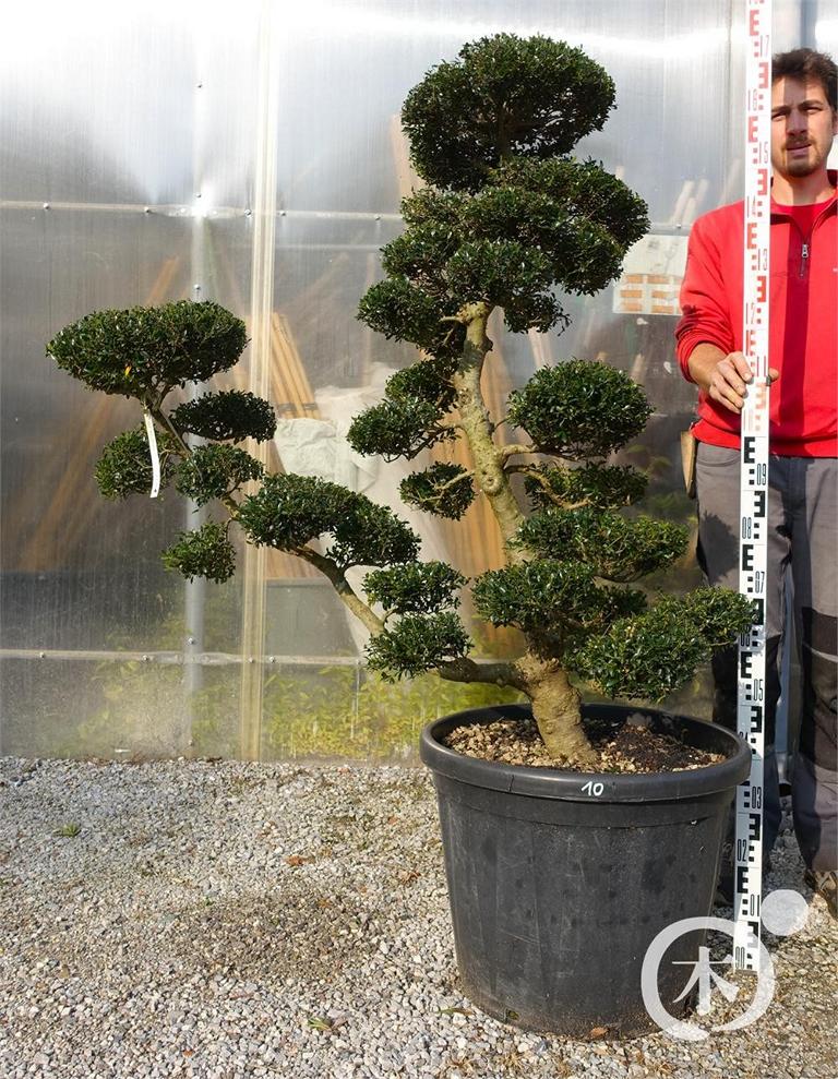 Ilex crenata Bonsai