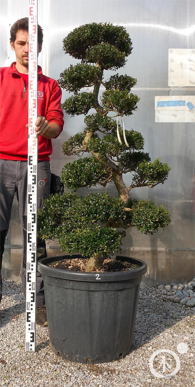 Ilex crenata Bonsai