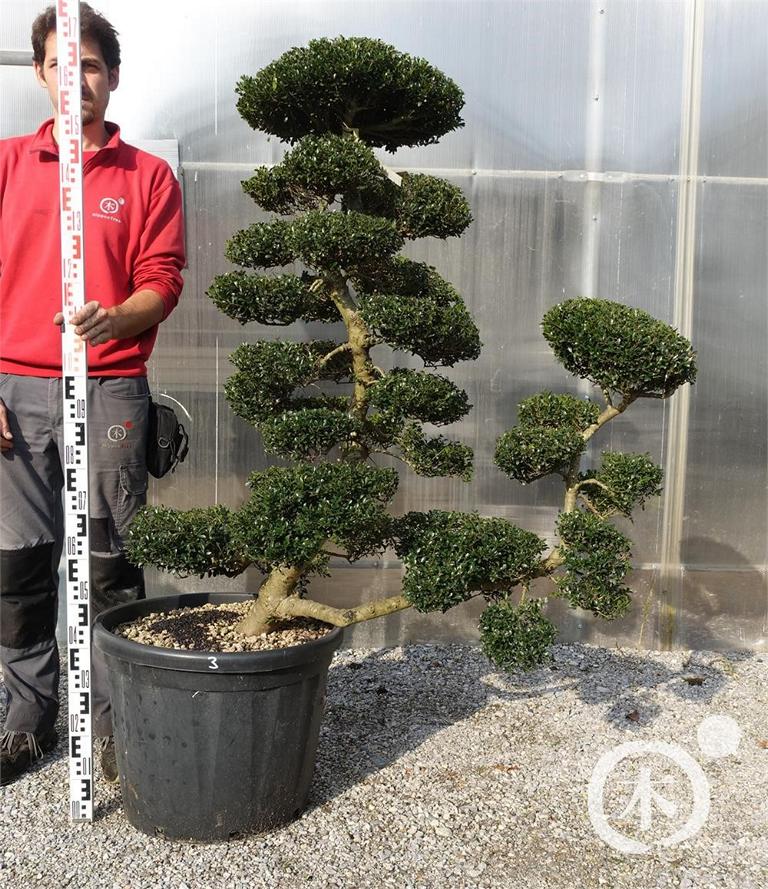 Ilex crenata Bonsai