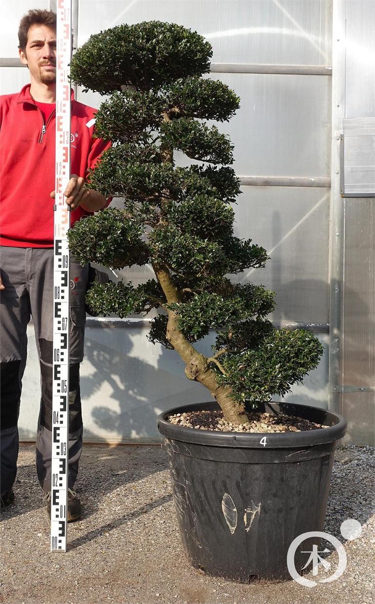 Ilex crenata Bonsai