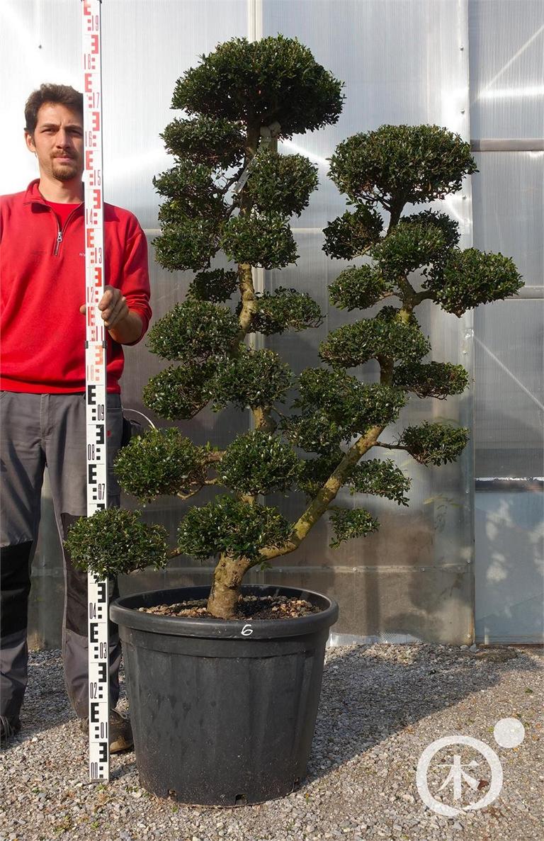 Ilex crenata Bonsai