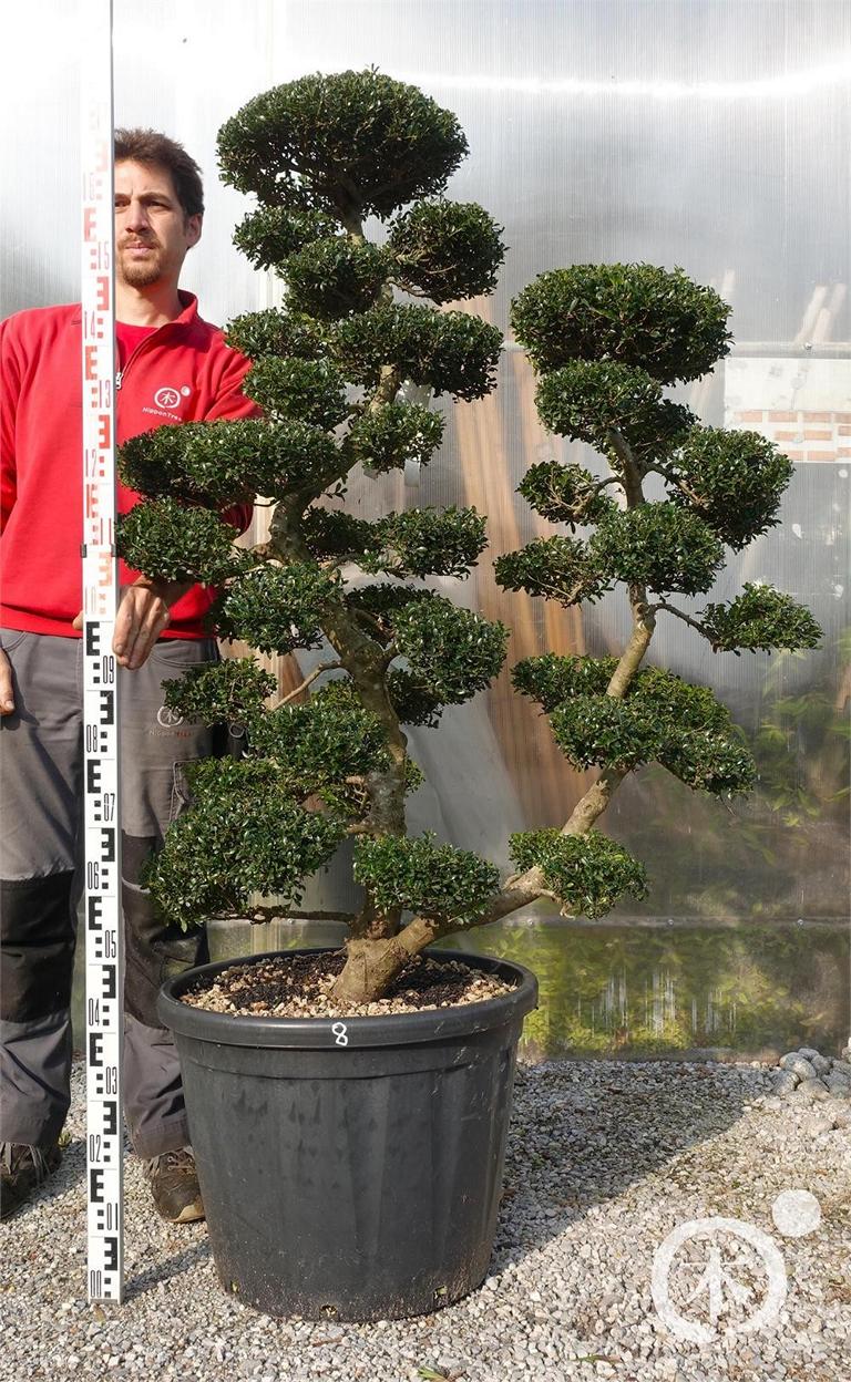 Ilex crenata Bonsai