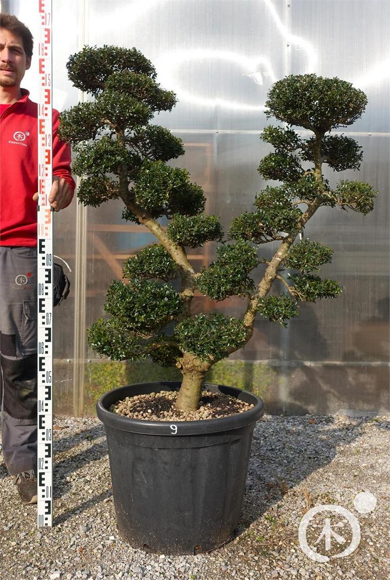 Ilex crenata Bonsai