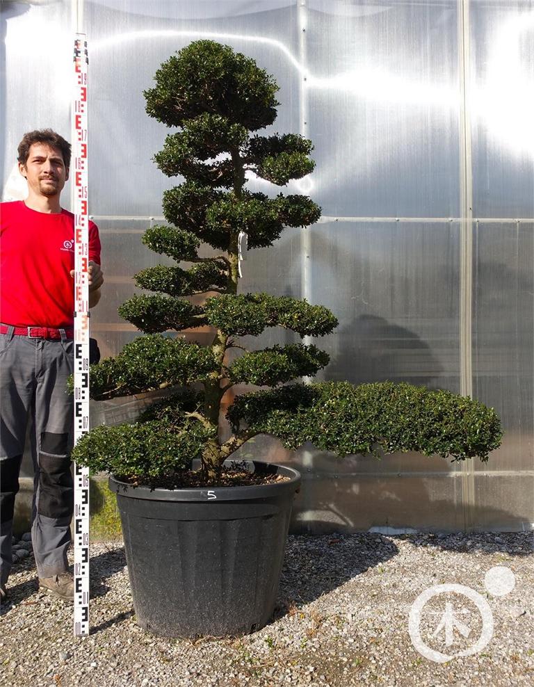 Ilex crenata Bonsai