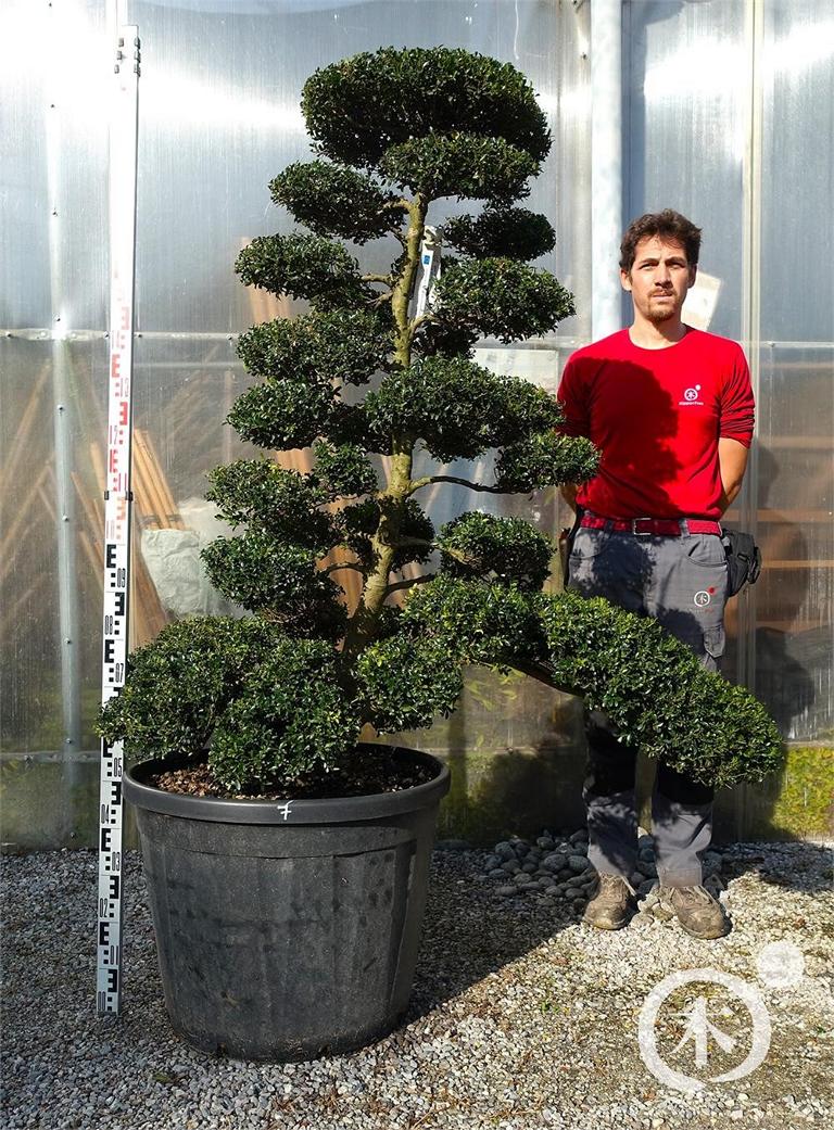 Ilex crenata Bonsai