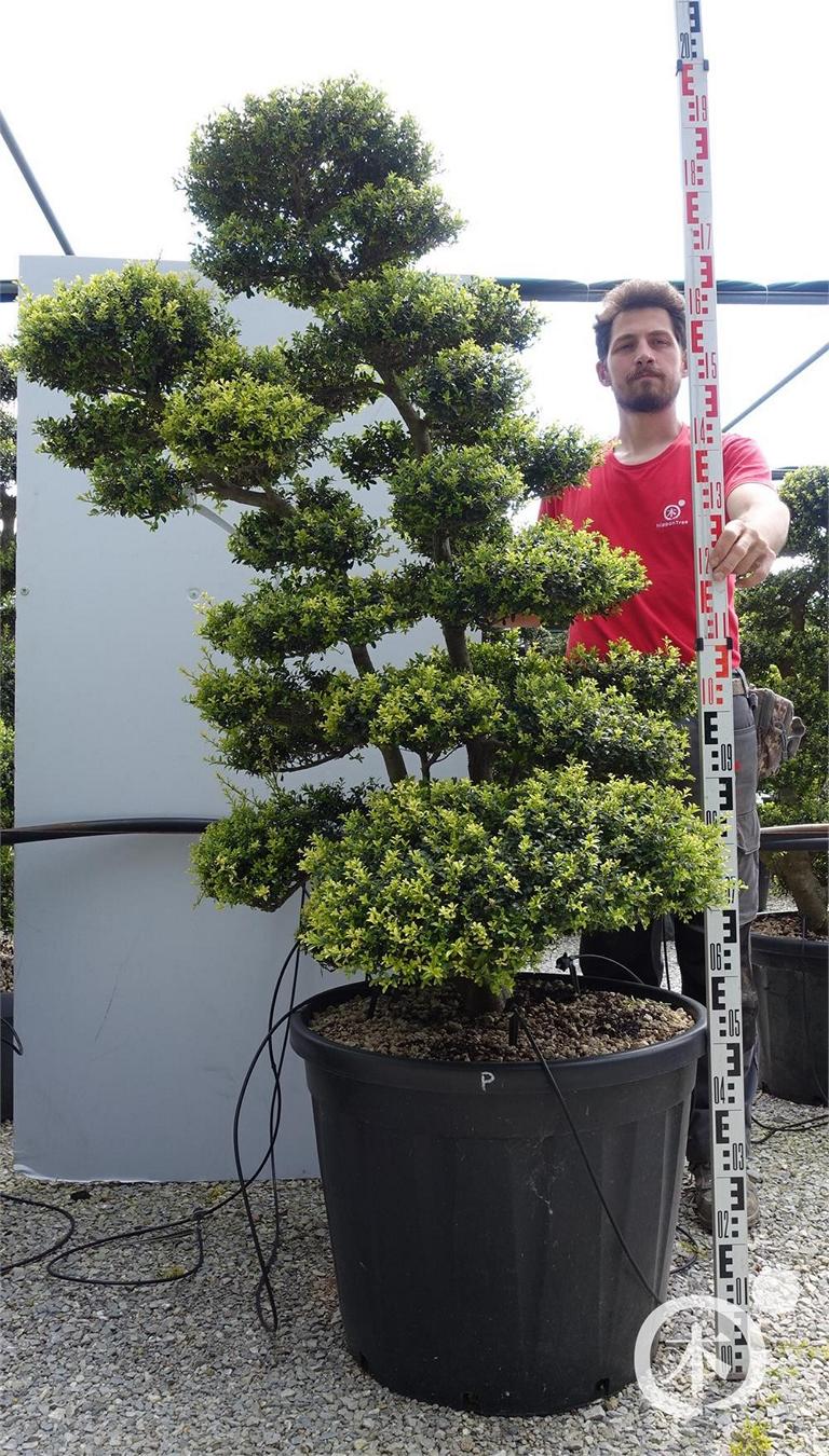 Ilex crenata Bonsai