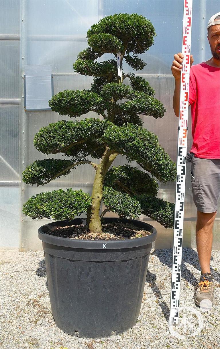Ilex crenata Bonsai