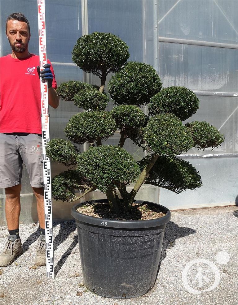 Ilex crenata Bonsai
