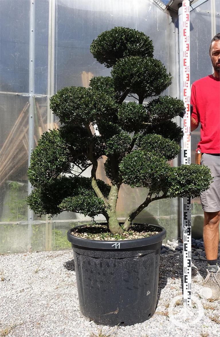Ilex crenata Bonsai