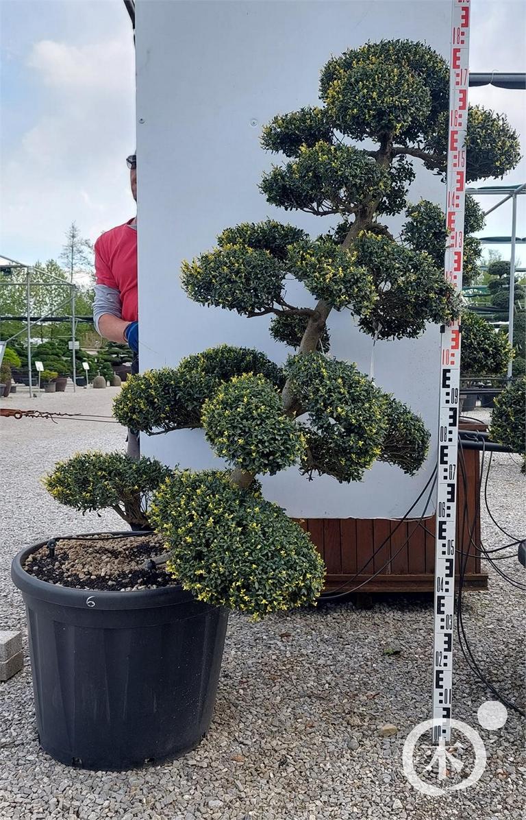 Ilex crenata Bonsai