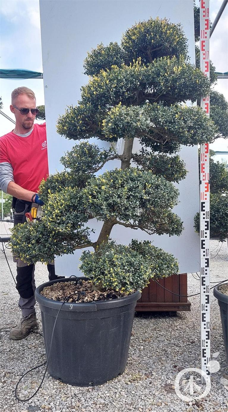 Ilex crenata Bonsai