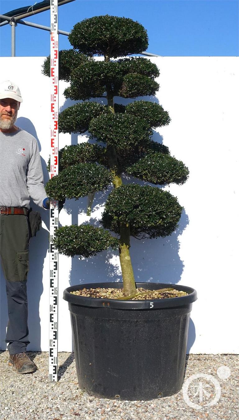 Ilex crenata Bonsai