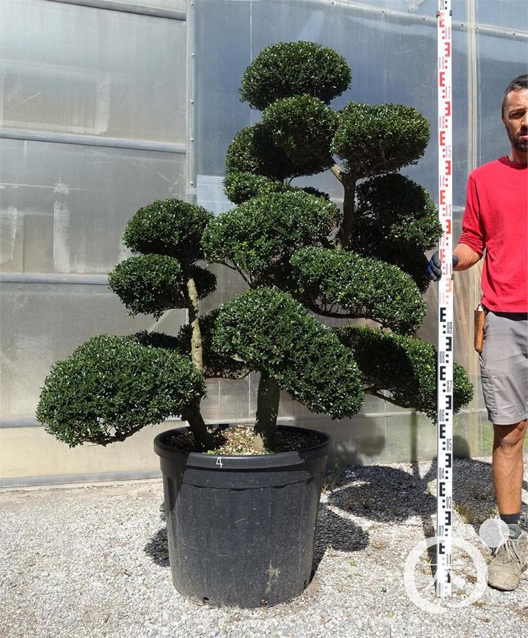 Ilex crenata Bonsai