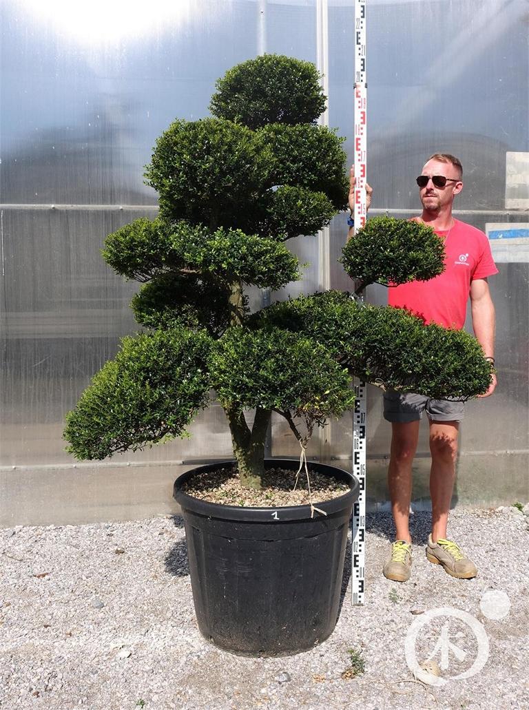 Ilex crenata Bonsai