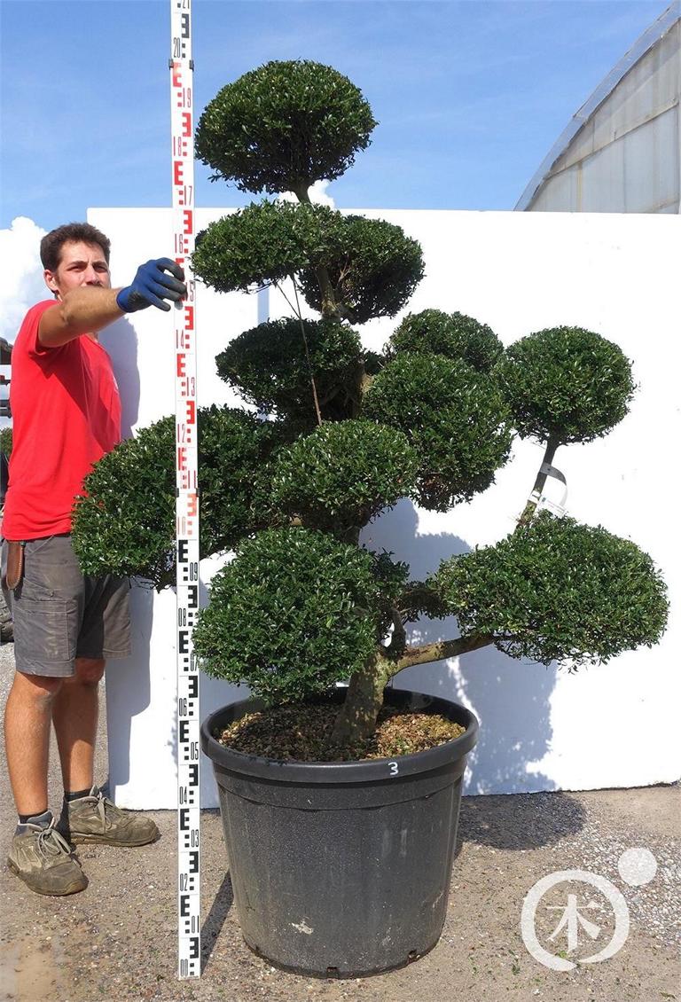 Ilex crenata Bonsai