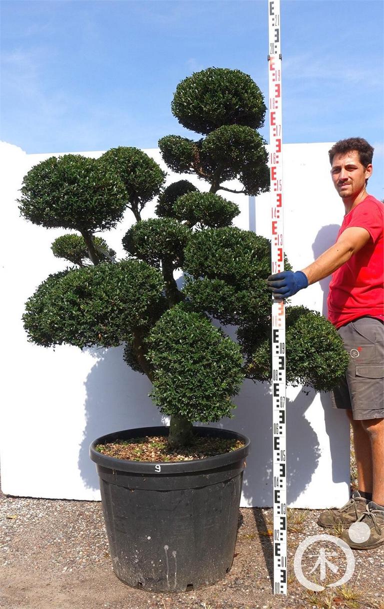 Ilex crenata Bonsai