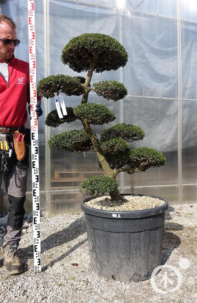 Ilex crenata Bonsai