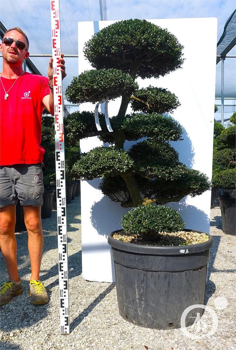 Ilex crenata Bonsai