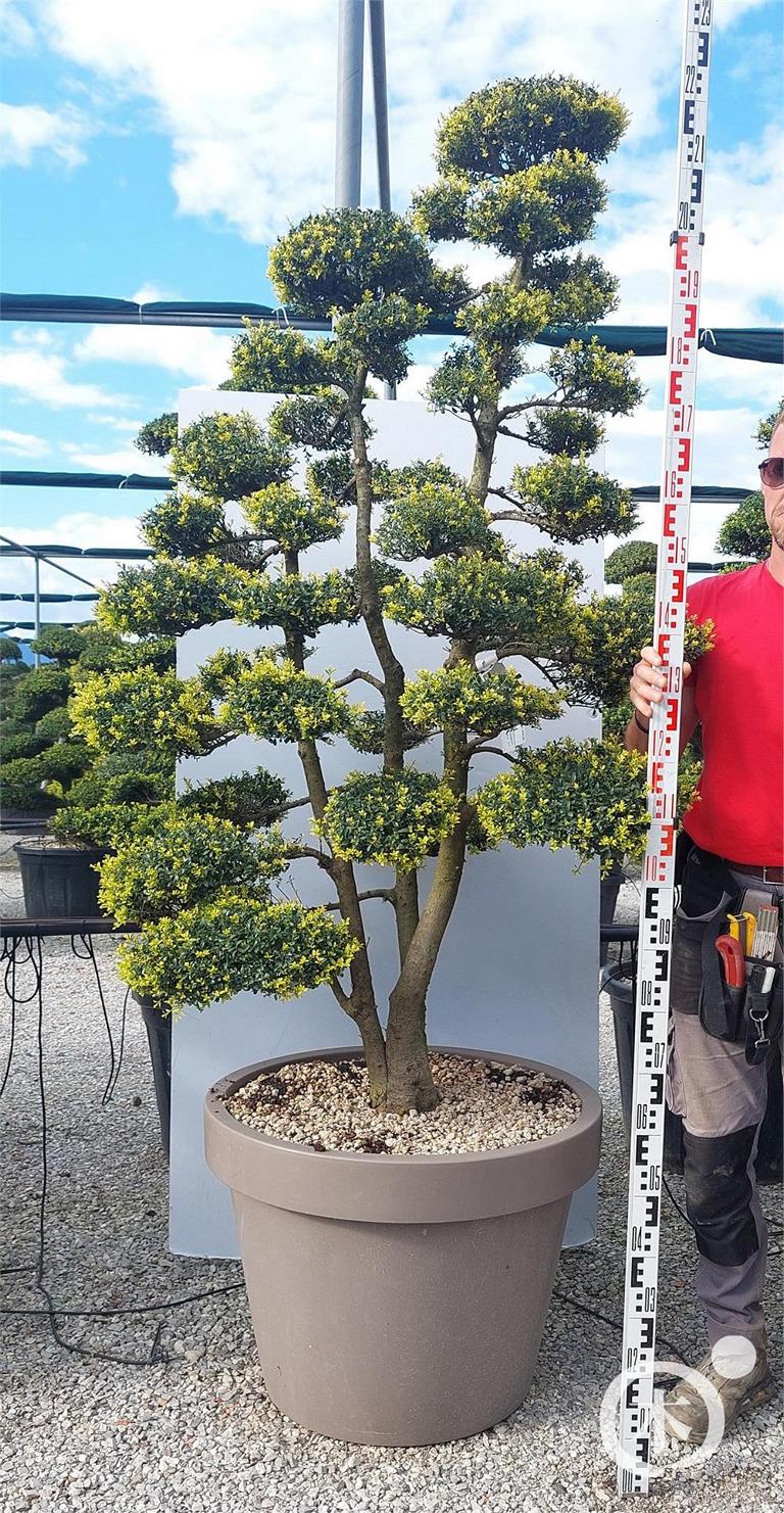 Ilex crenata Bonsai