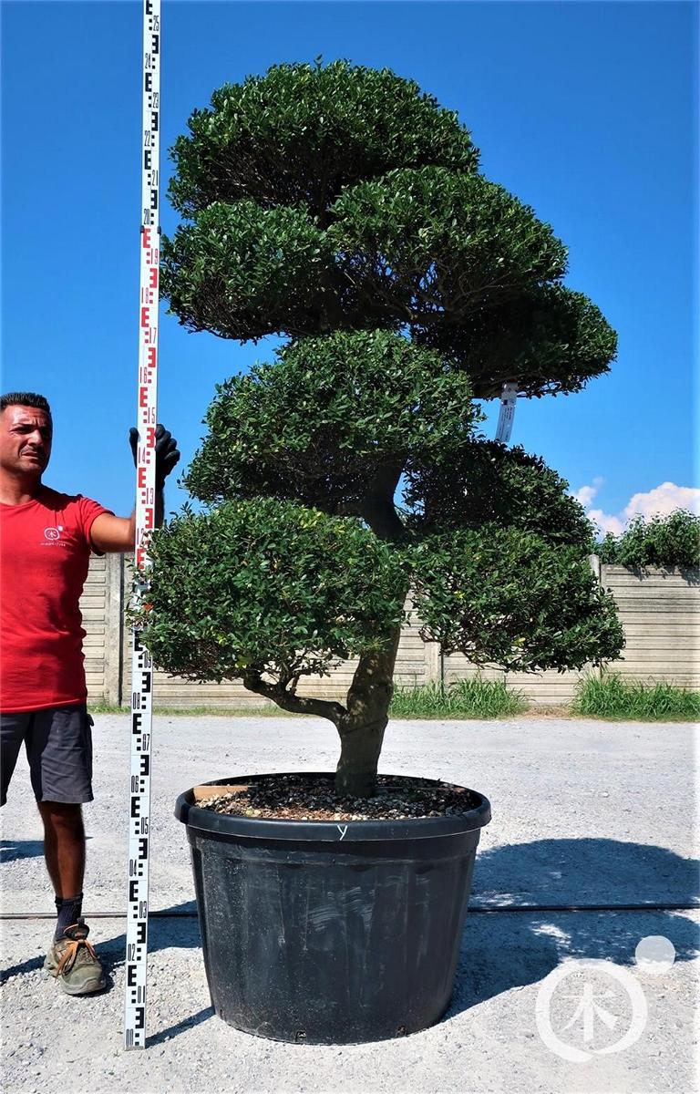 Ilex crenata Bonsai