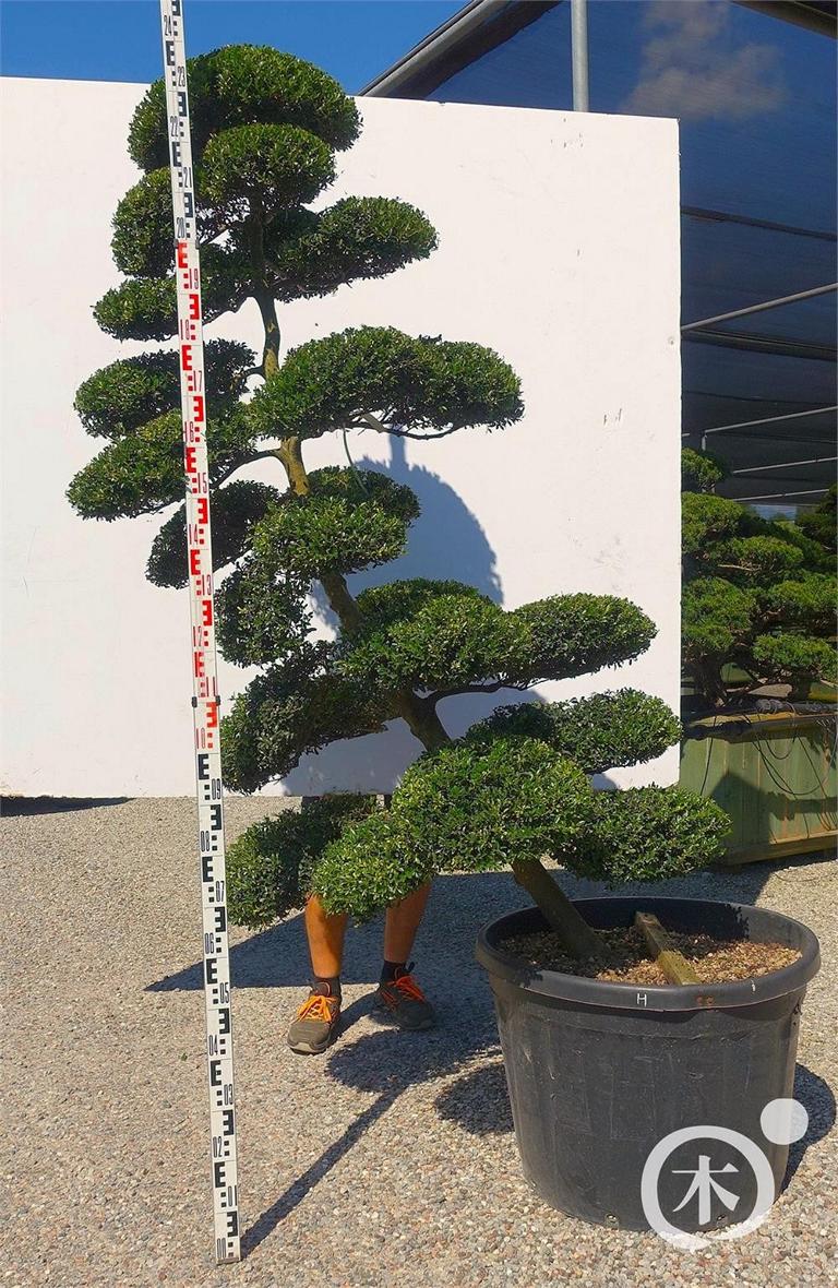Ilex crenata Bonsai