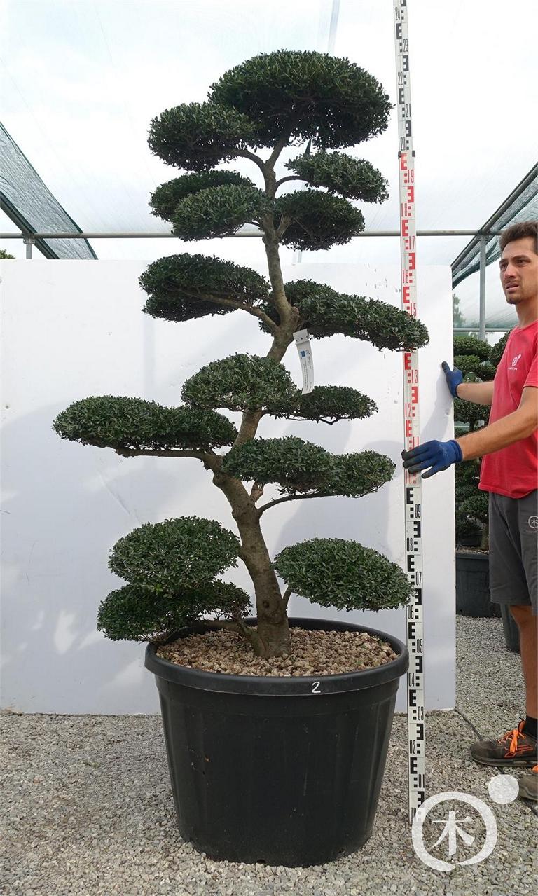 Ilex crenata Bonsai