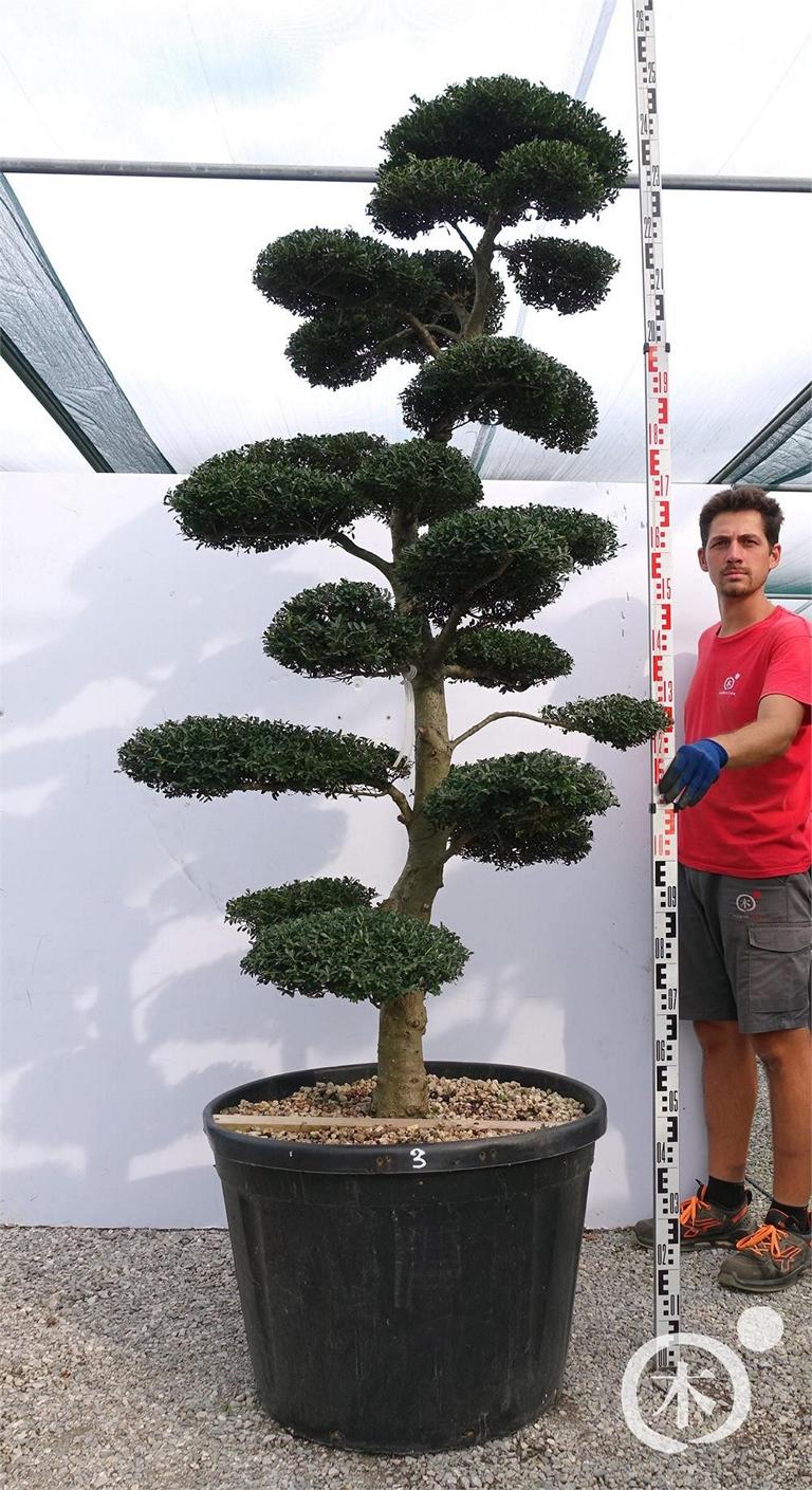 Ilex crenata Bonsai
