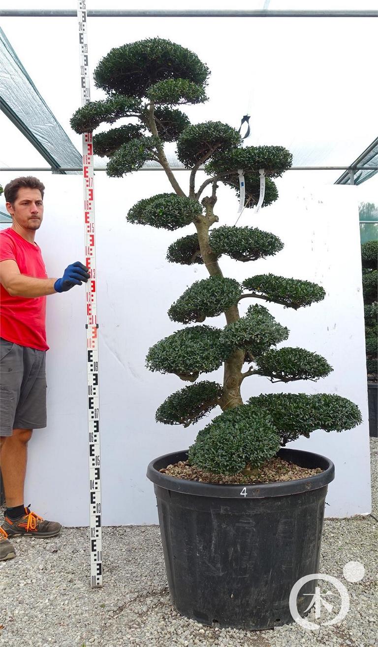 Ilex crenata Bonsai