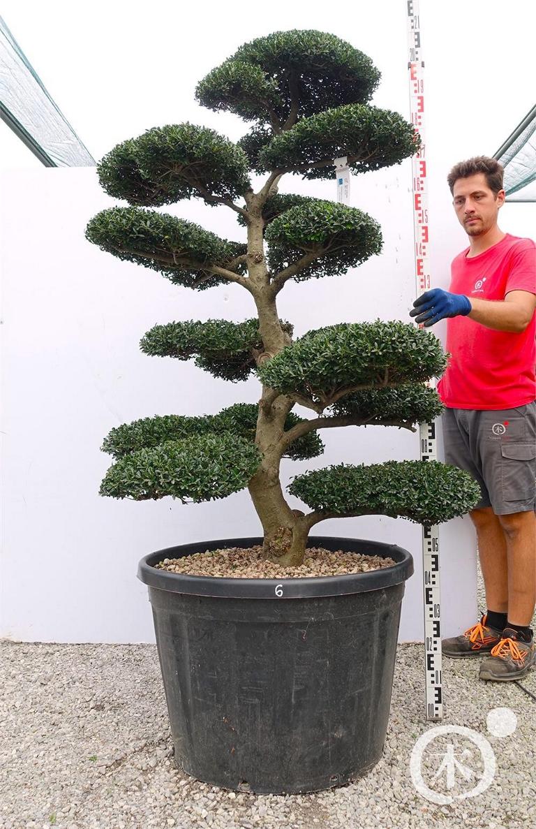 Ilex crenata Bonsai