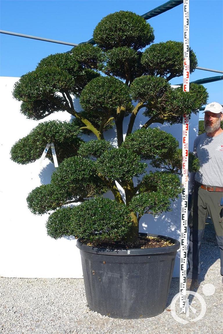 Ilex crenata Bonsai