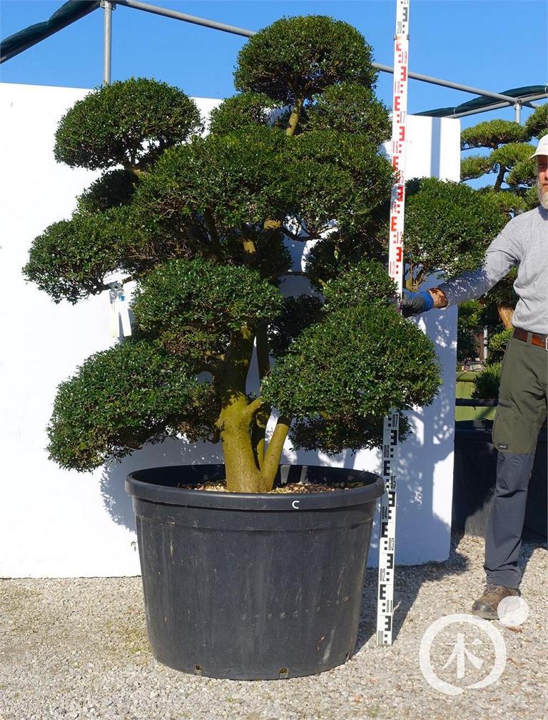 Ilex crenata Bonsai