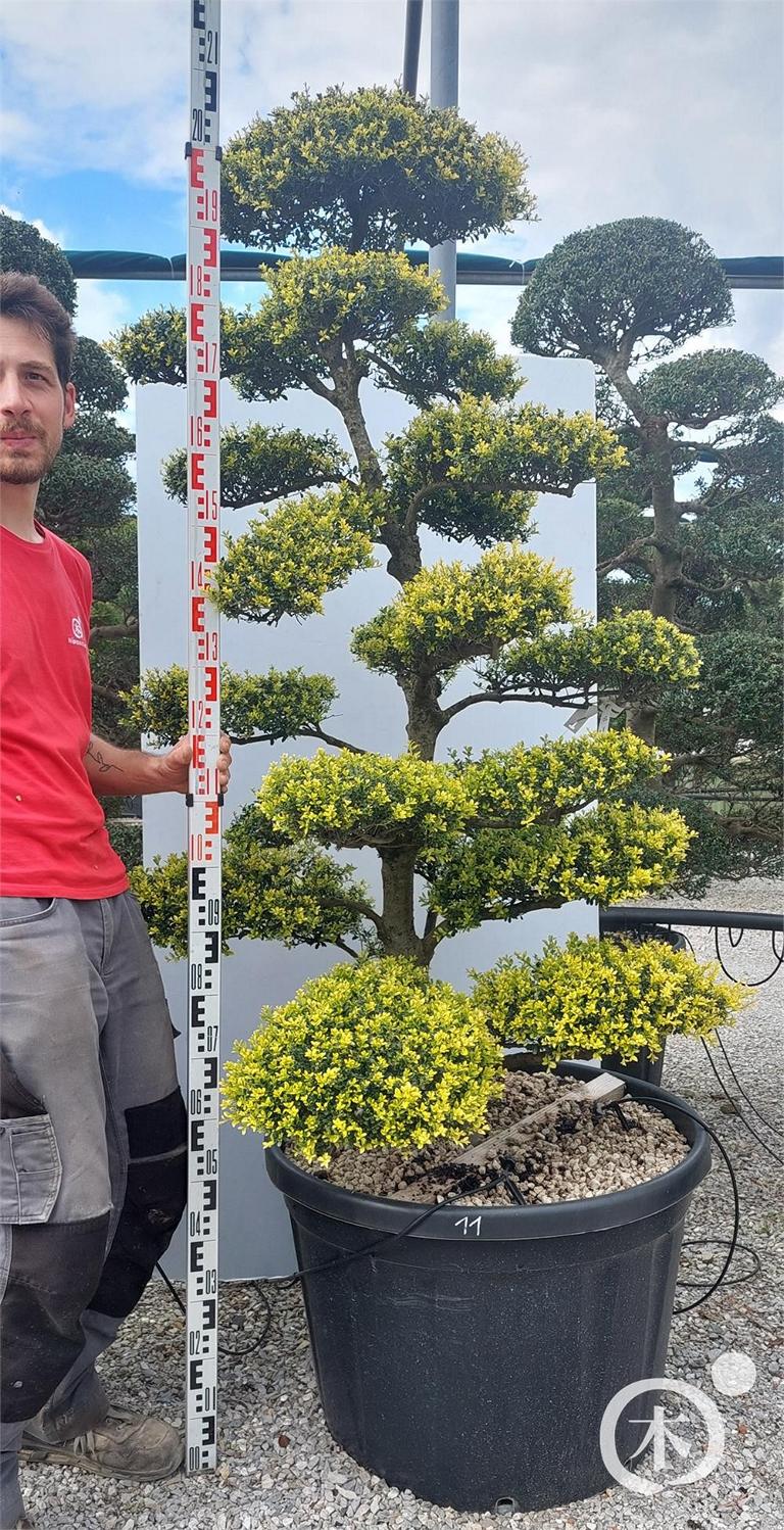 Ilex crenata Bonsai