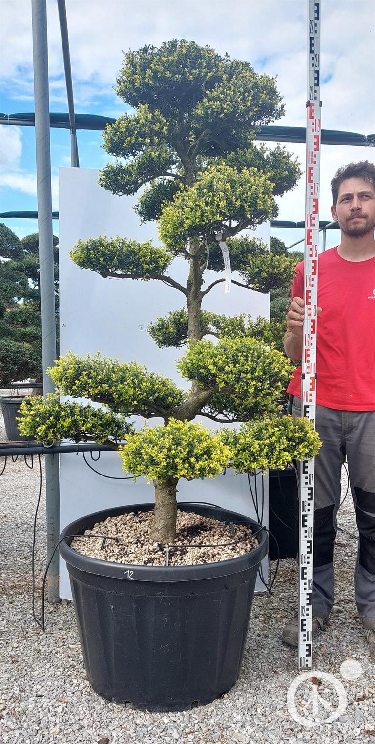 Ilex crenata Bonsai
