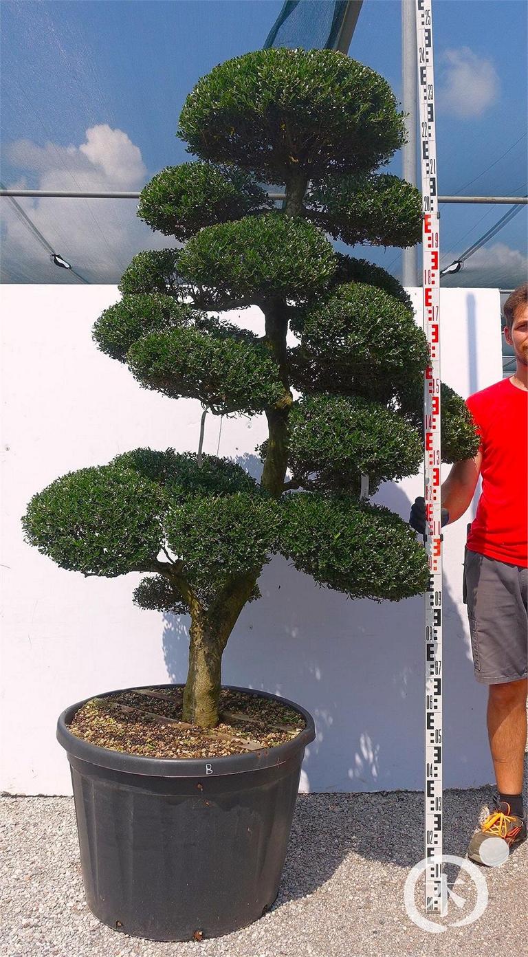 Ilex crenata Bonsai