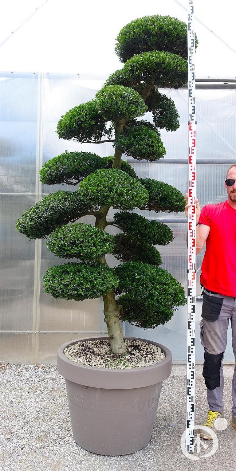 Ilex crenata Bonsai