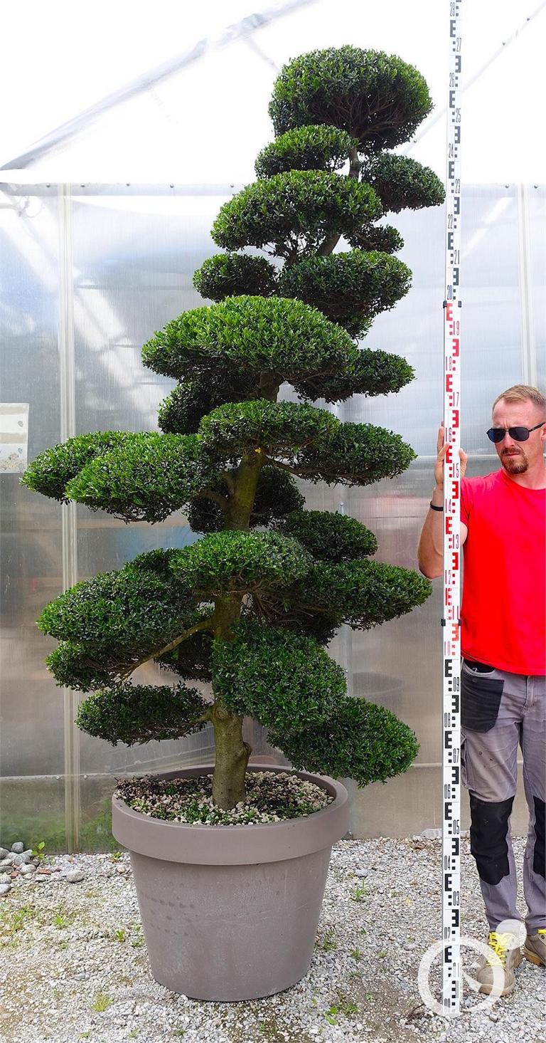 Ilex crenata Bonsai