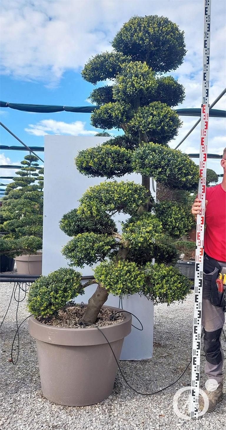 Ilex crenata Bonsai