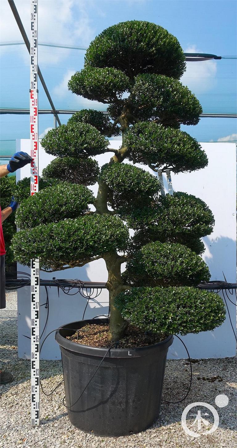 Ilex crenata Bonsai