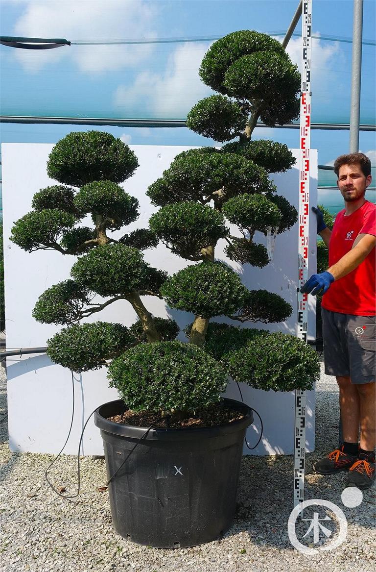 Ilex crenata Bonsai